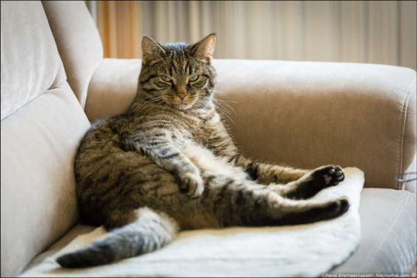 Заброшенный котик в московской электричке: трагедия одиночества и равнодушия общества