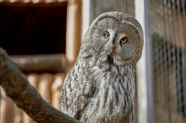 Критика программы установки на выходные от неясыти из Московского зоопарка: бесполезная затея или пропаганда бездействия?