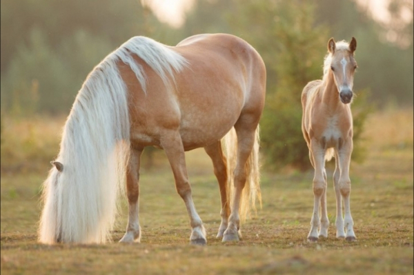 Фестиваль «Конное достояние»: Вопросы, которые не могут остаться без ответа