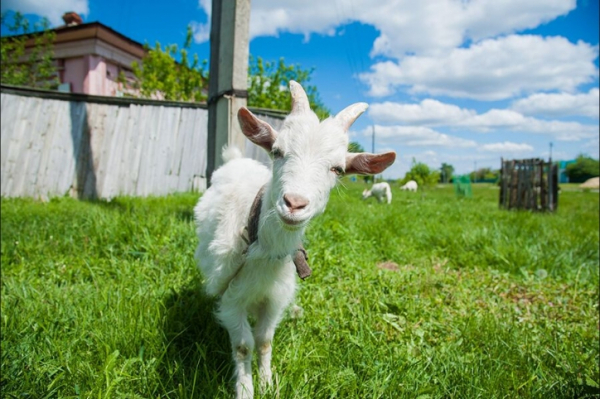 Бутовских коз забрали у прежнего владельца: Как ситуация с животными обернулась жестокостью